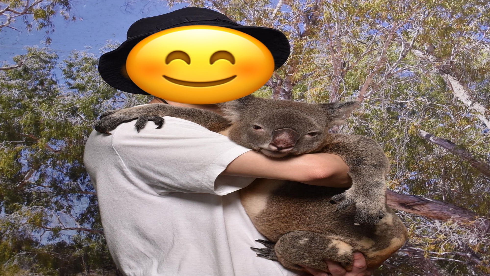 コアラ